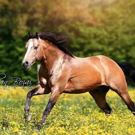 Ferien Auf Dem Eliesenhof Appartement Welzheim