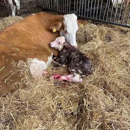 Appartement Ferien Auf Dem Eliesenhof