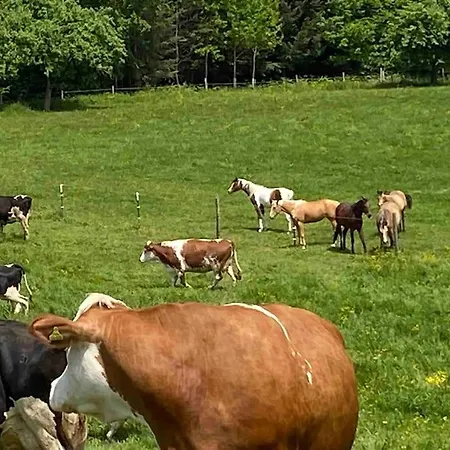 Ferien Auf Dem Eliesenhof *