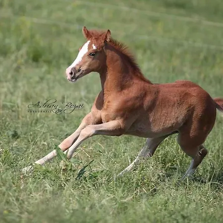 Ferien Auf Dem Eliesenhof Appartement Welzheim